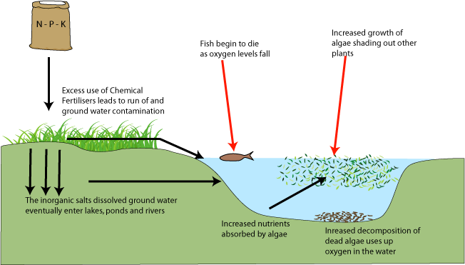 environmental-effects-eutrophication